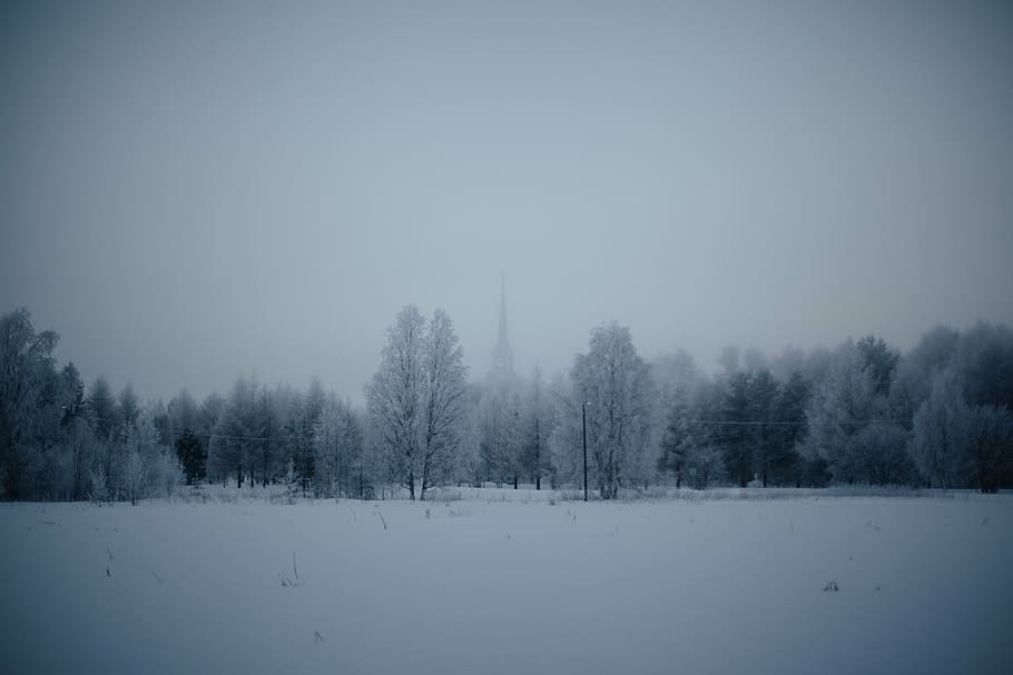 trees coated with snow, winter, time, nature, landscape, forests HD wallpaper