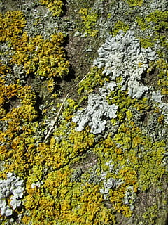 tree, bark, wood, texture, pattern, forest, rough, nature, design HD wallpaper