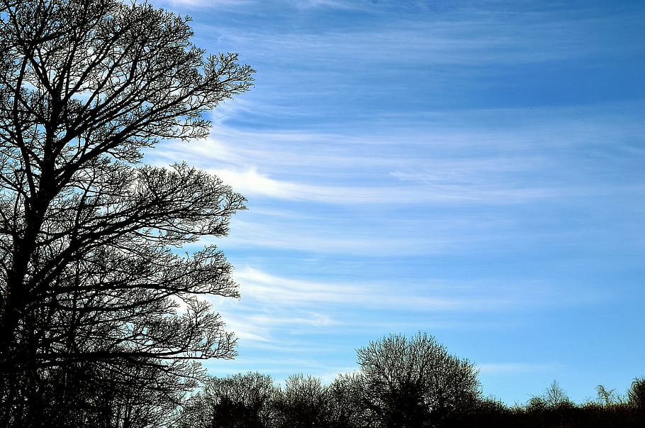 blue, clouds, branch, nature, spring, sky, tree, background HD wallpaper