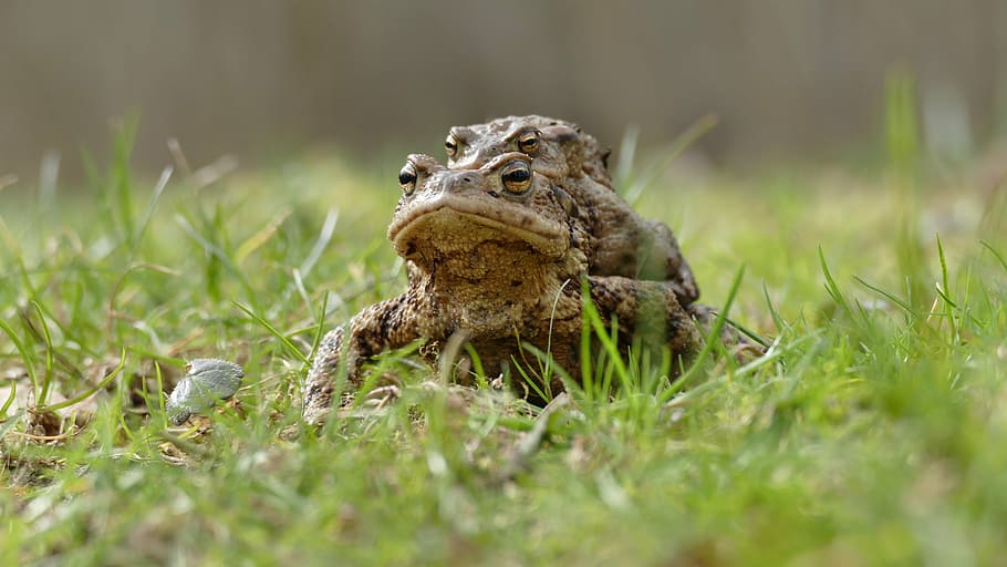 nature, animals, frog, grass, pair, ride, animal themes, animal wildlife HD wallpaper