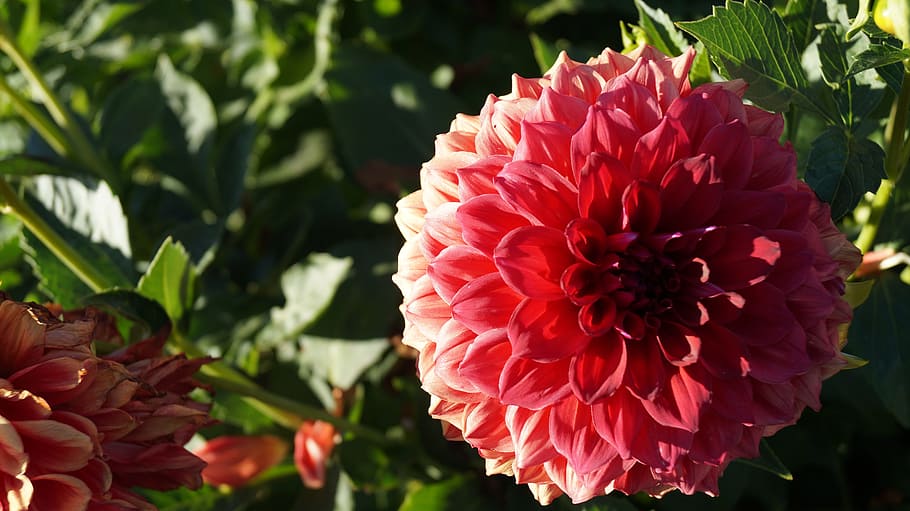 flower, nature, spring, leaf, season, blooming, bright, design HD wallpaper
