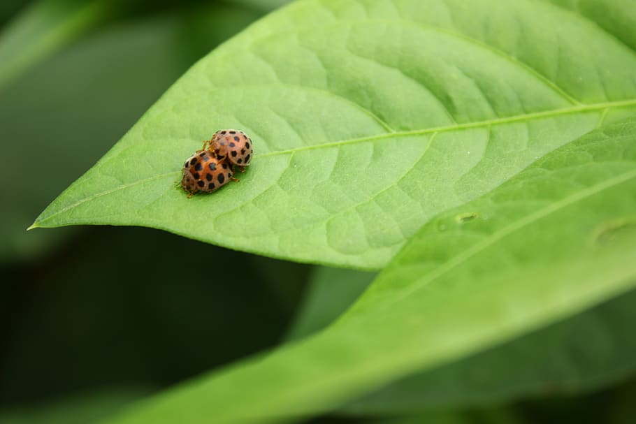 mating, ladybug, leaf, green, plant part, green color, insect HD wallpaper