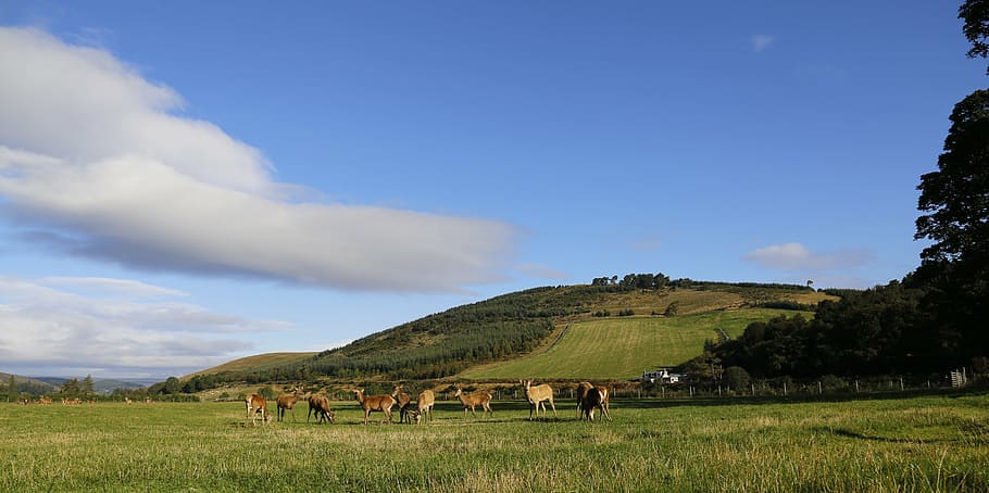 hirsch, pasture, scotland, mammal, livestock, agriculture, landscape HD wallpaper