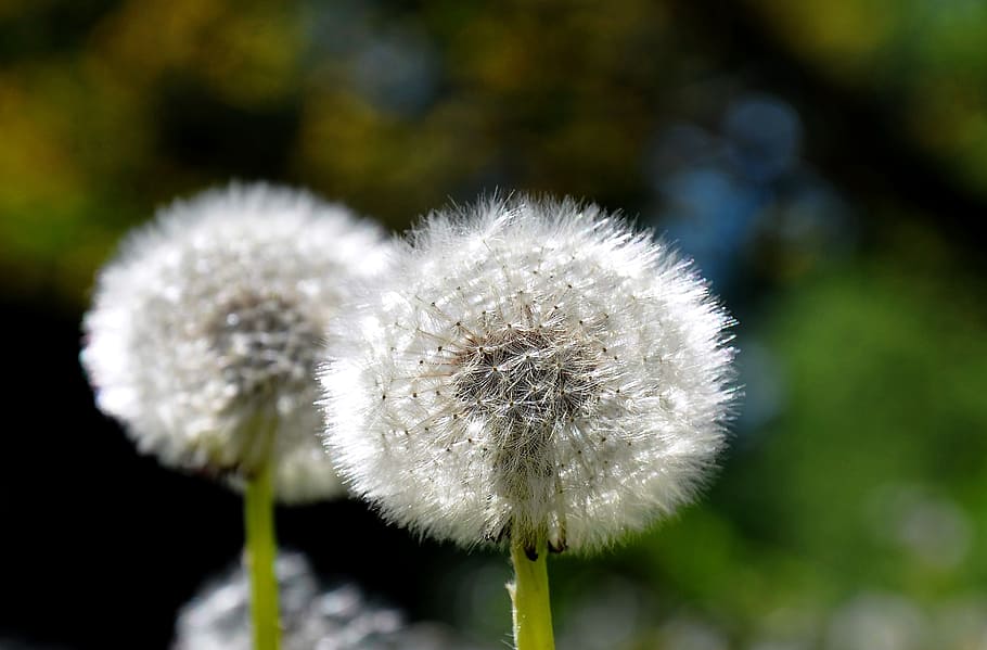 dandelion, spring, sunshine, flower, freshness, fragility, plant HD wallpaper