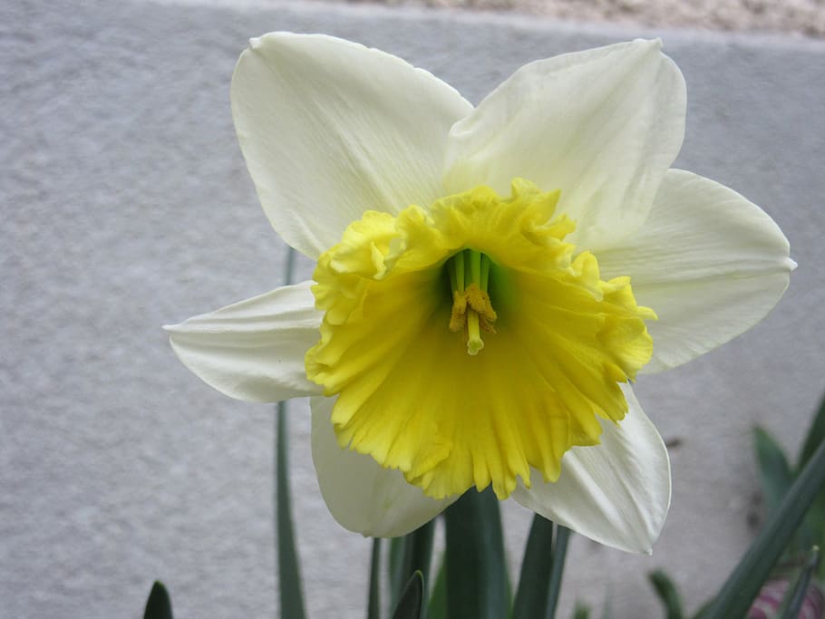 narcissus, blossom, bloom, flower, nature, spring, plant, flowering plant HD wallpaper