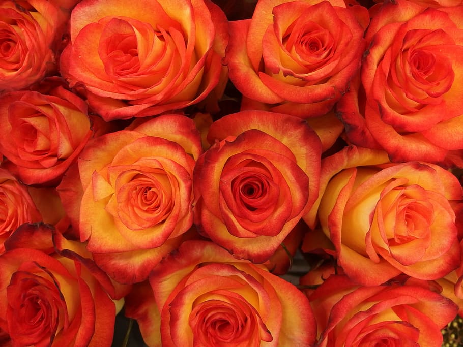 flat lay photography of orange rose flowers, buds, bloom, bright red HD wallpaper
