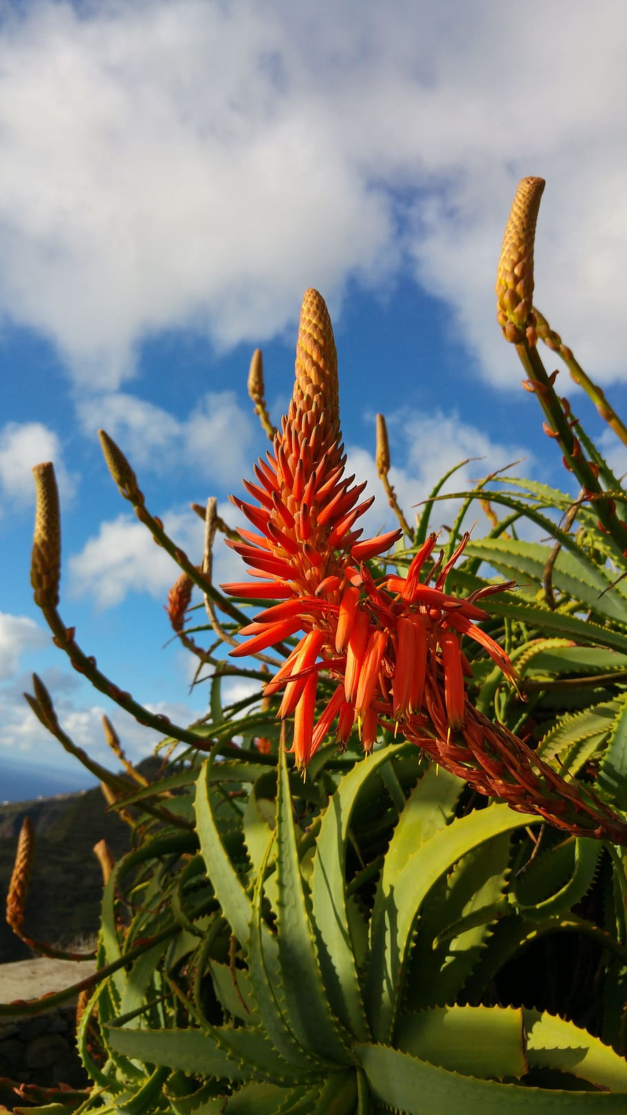 aloe, flower, madeira, agavengewächs, red flower, growth, plant, HD wallpaper