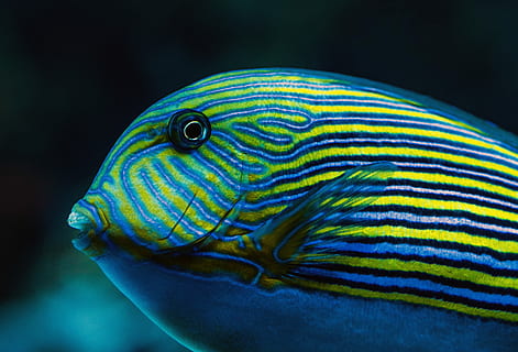 close-up photography blue and yellow striped fish, underwater photography of yellow and blue striped fish HD wallpaper