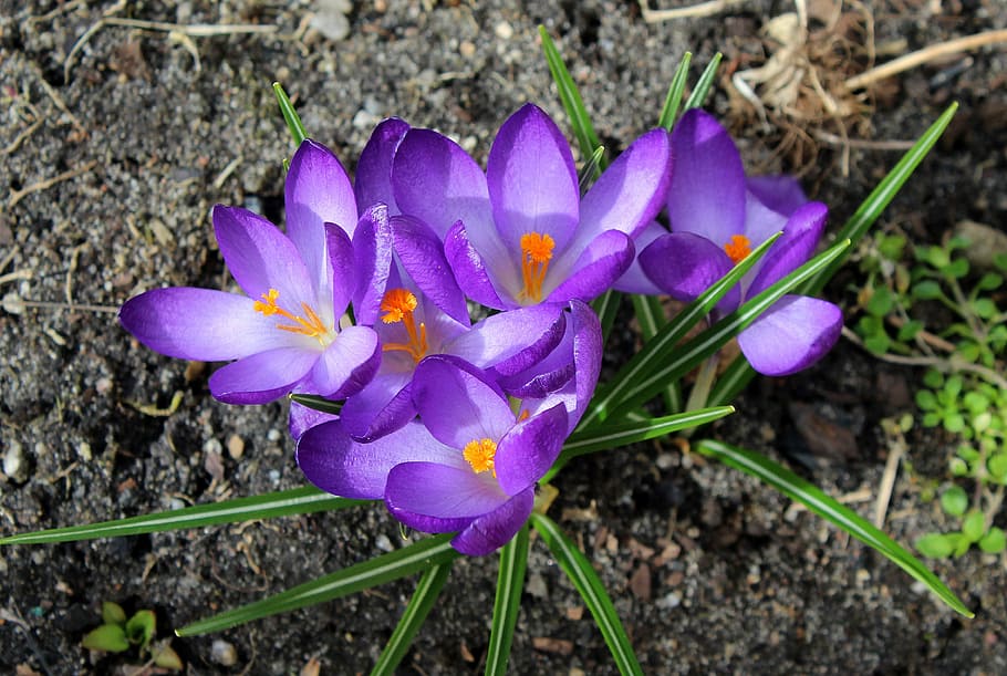 purple petaled flowers blooming at daytime, crocus, spring flowers HD wallpaper
