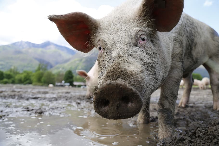 herd of pig near body of water during daytime, pink, piglets