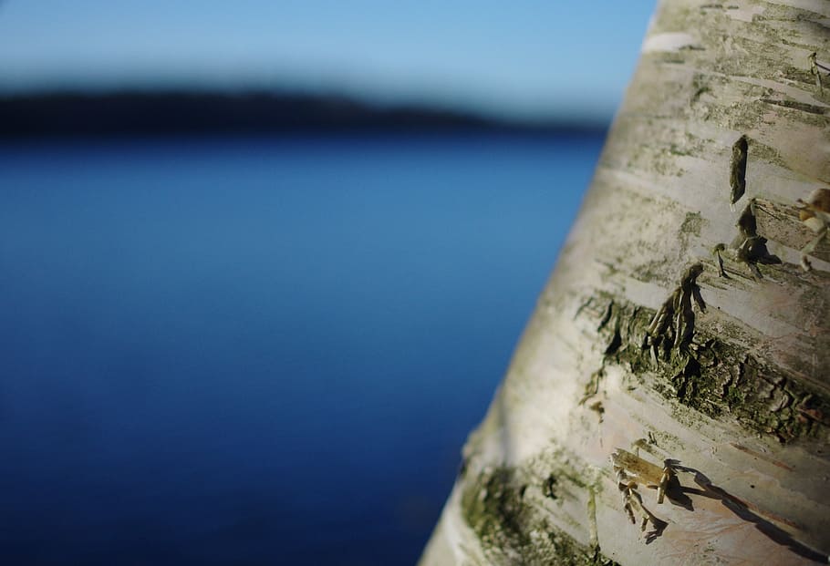 bokeh, birch, tree, water, sea, nature, day, no people, blue HD wallpaper