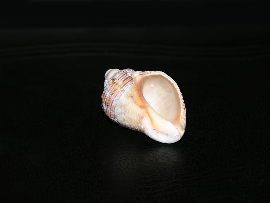 Rapana, Sea, Clam, black background, no people, single object HD wallpaper
