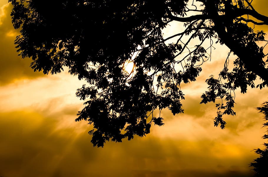 Tree, Sunset, Leaf, Leaves, Silhouette, orange, branch, branches HD wallpaper