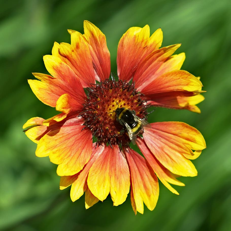 flower, insect, macro, bee, hummel, spring, nectar, yellow HD wallpaper