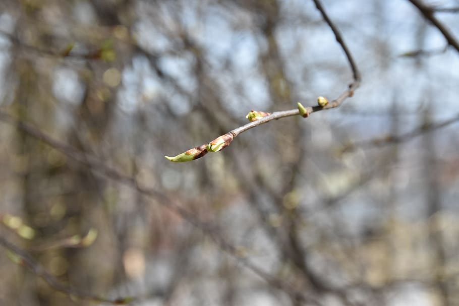 tree, nature, branch, flora, leaf, park, beautiful, spring HD wallpaper