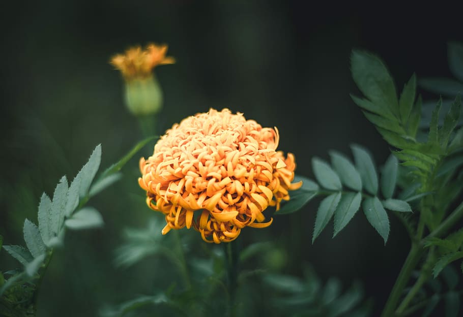 selective focus photography of yellow clustered flower, selective focus photography of orange flower HD wallpaper