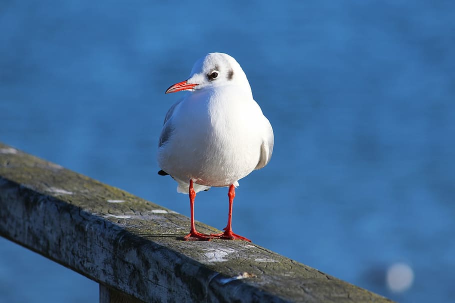 white long-beaked bird, seagull, water bird, close, seevogel, HD wallpaper