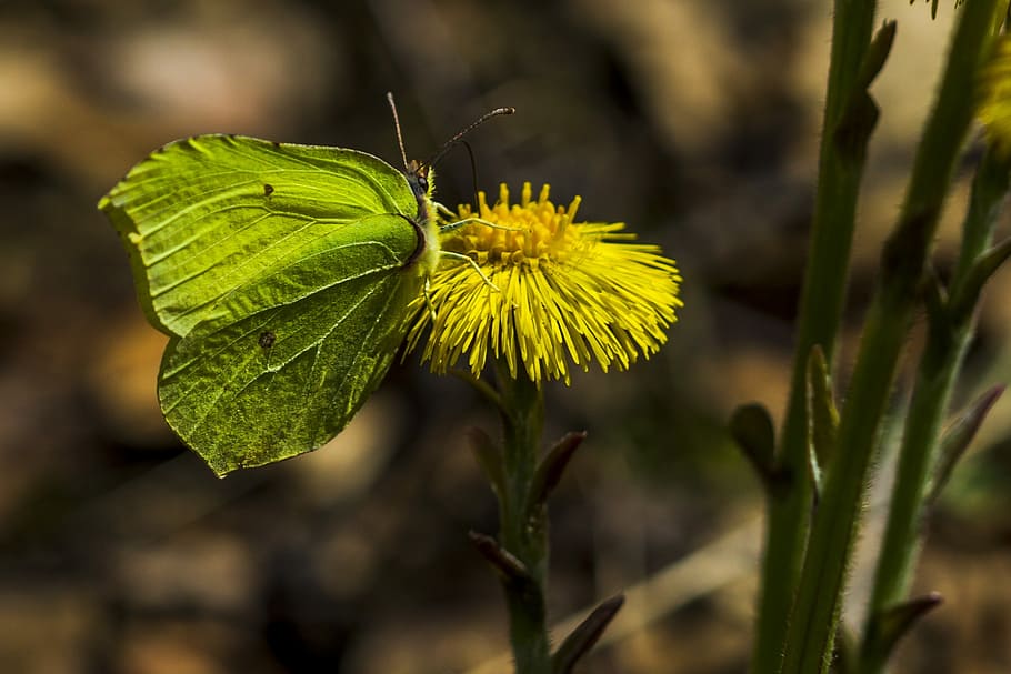 coltsfoot, butterfly, our, plant, flower, close-up, flowering plant HD wallpaper