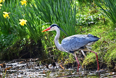 Hd Wallpaper Gray And White Bird Beside Yellow Flowers Grey Heron Waterbird Wallpaper Flare