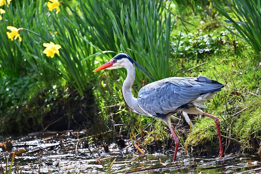 gray and white bird beside yellow flowers, grey heron, waterbird HD wallpaper