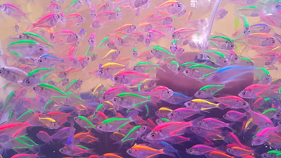 Fish, Fluorescent, Light, Aquarium, tropical, multi Colored HD wallpaper