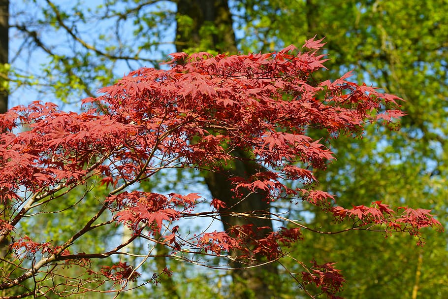 tree, nature, park, red leaves, season, spring, background HD wallpaper