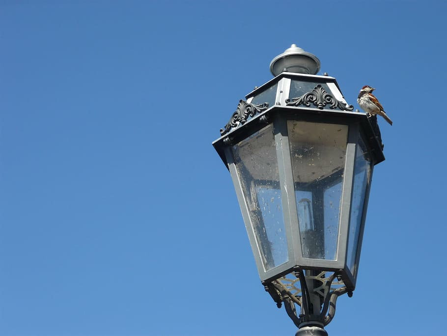 light, bird, italy, sky, bright, blue, wildlife, varenna, como HD wallpaper