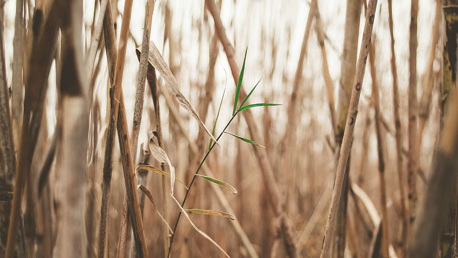 brown bamboo tree, green grass, drop, plant, manual len, vintage len HD wallpaper