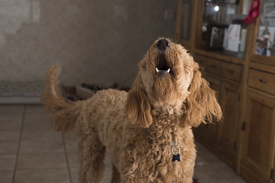 wire-haired tan dog on marble tile, doodle barking, woof, domestic HD wallpaper