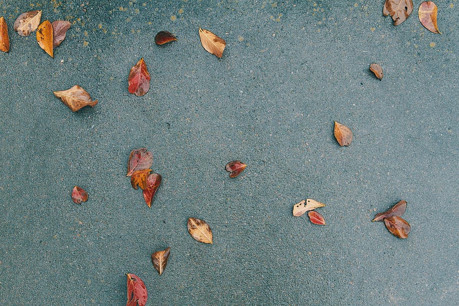 ground, pavement, leaves, fall, autumn, leaf, plant part, no people HD wallpaper