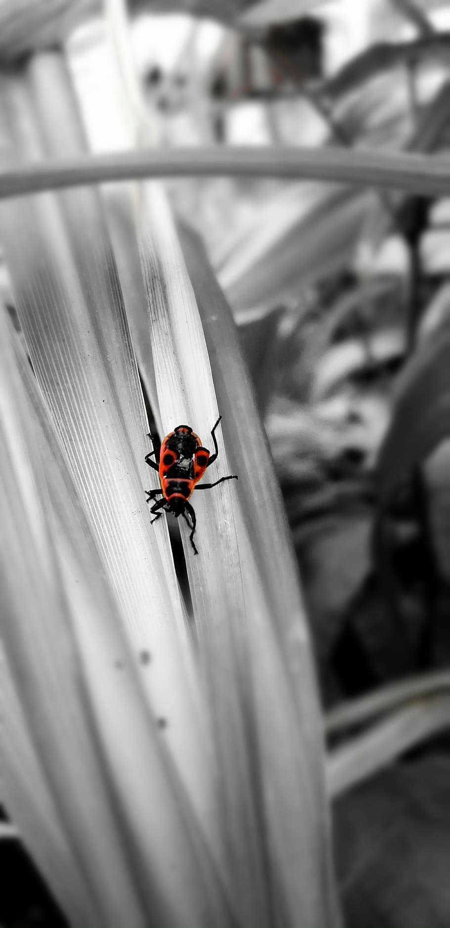 leaf, insect, nature, macro, animal, red, green, gendarme, plant HD wallpaper