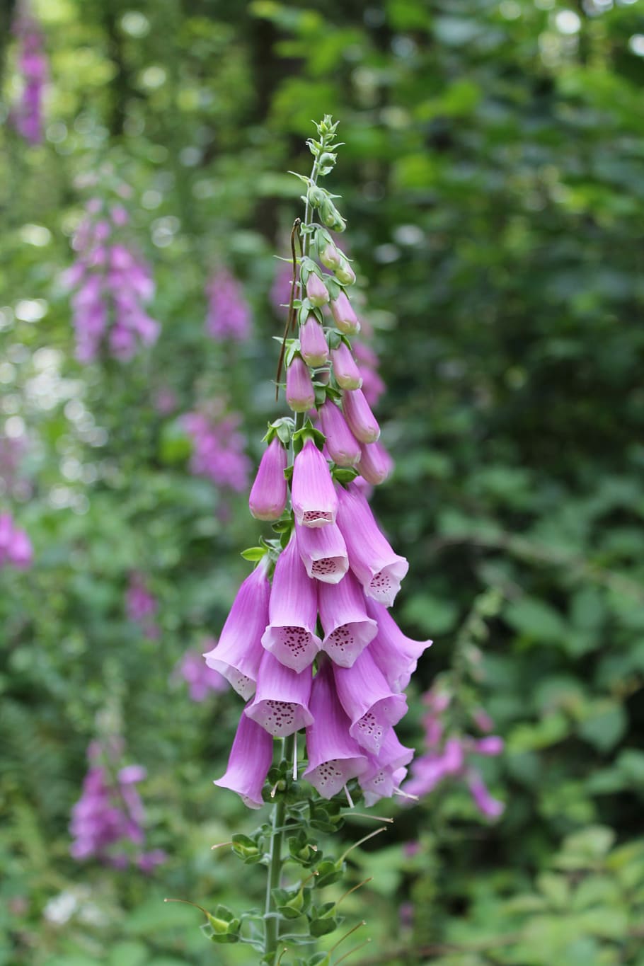 Thimble, Purple, Flower, Flower, Forest, Blossom, bloom, violet HD wallpaper