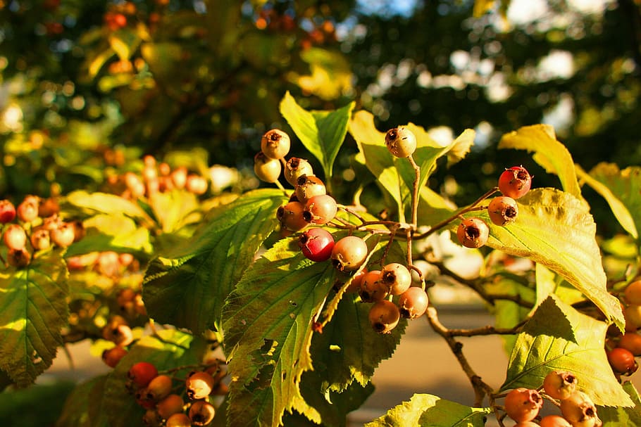 fruit, wood, park, leaf, nature, outdoors, day, plant, animal wildlife HD wallpaper