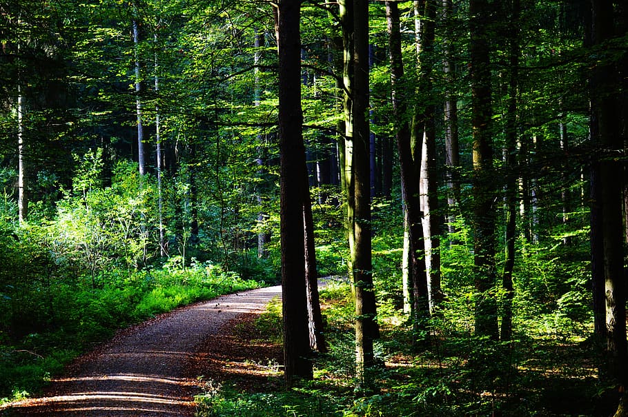 soil pavement surrounded by trees at daytime, forest, away HD wallpaper