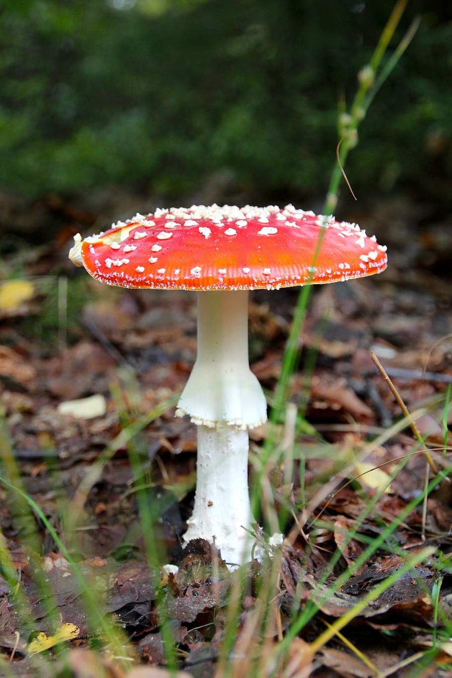 fly agaric, forest, autumn, mushrooms, nature, forest floor, HD wallpaper