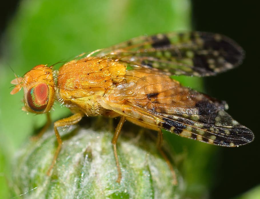 insects, diptera, tephritis, bardanae, one animal, animal themes HD wallpaper