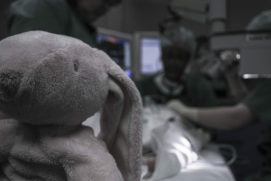 gray elephant plush toy, pink rabbit plush toy in emergency room HD wallpaper