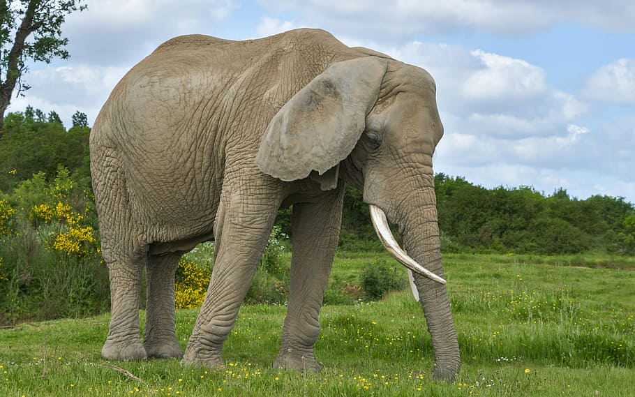 brown elephant on grass field during daytime, green, nature HD wallpaper