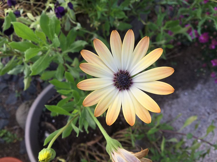 Flower, Daisy, Nature, plant, growth, outdoors, day, fragility HD wallpaper
