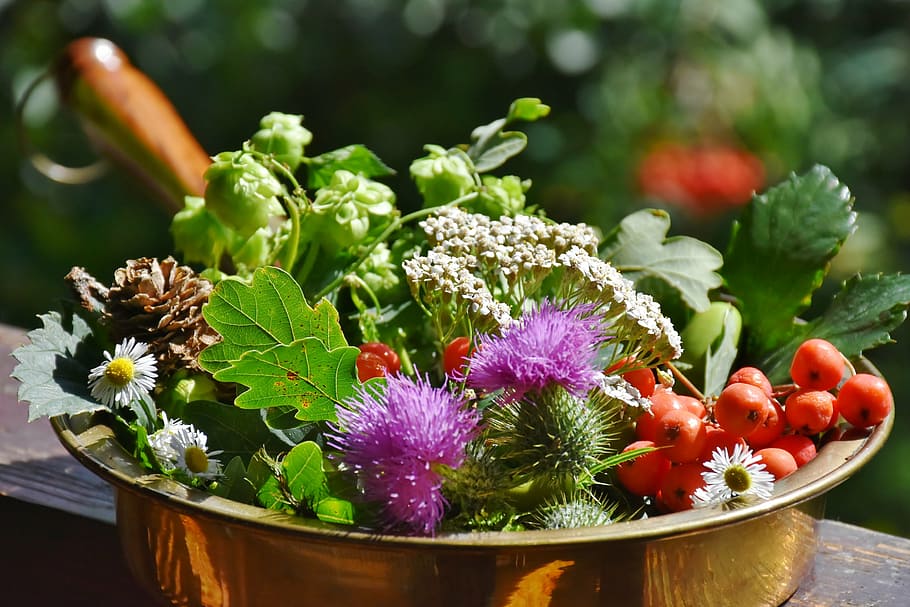 shallow focus photo of plant arrangement, nature, flowers, hops HD wallpaper