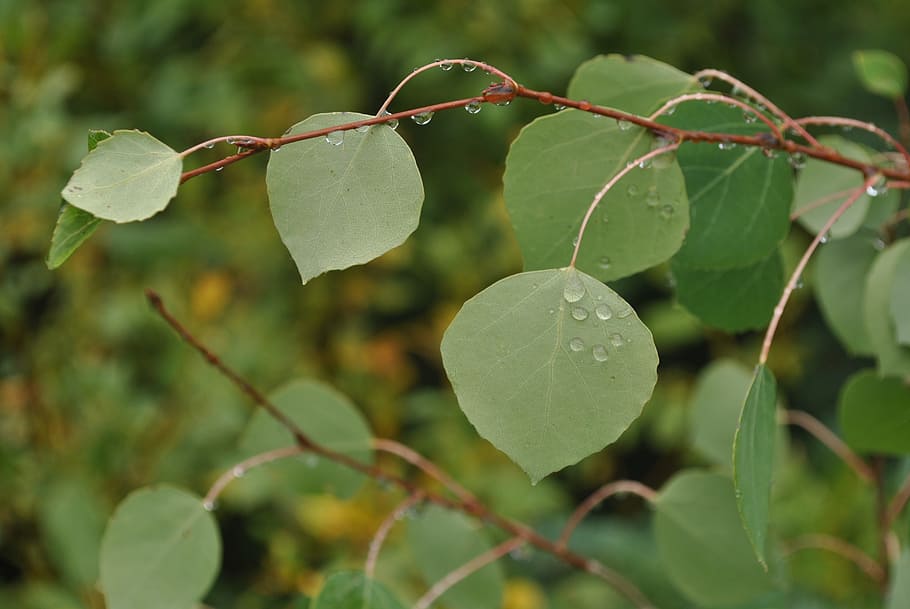 Nature, Leaves, Green, Green, Leaf, outdoors, close-up, plant HD wallpaper