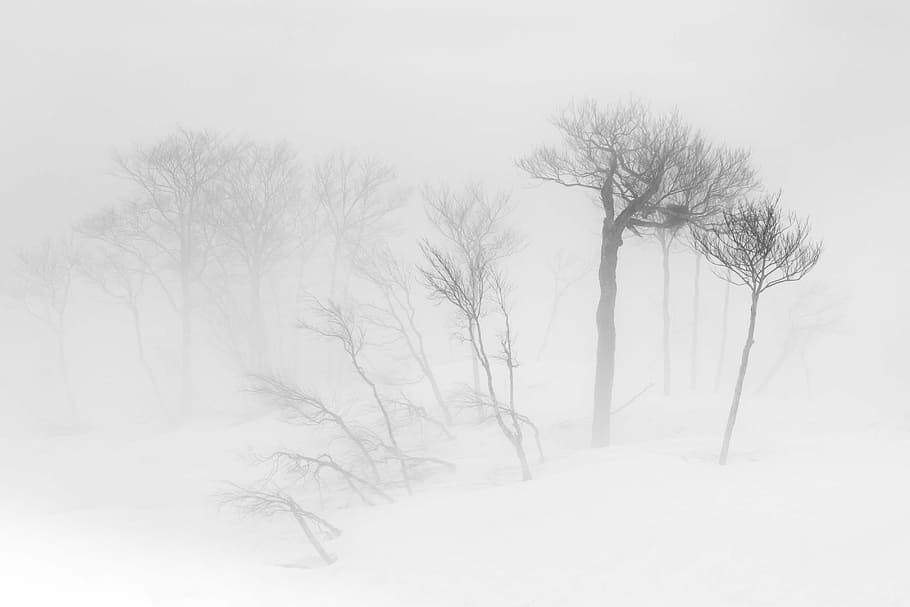 trees sketch, bare trees on fog during daytime, forest, snow HD wallpaper