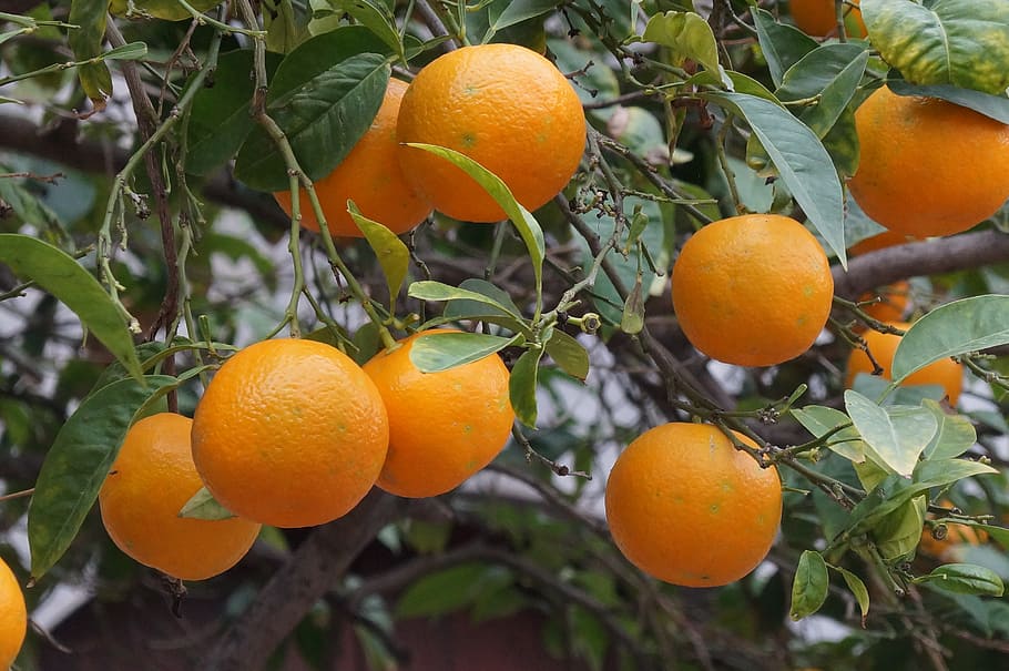 orange fruits, mallorca, oranges, sóller, food, healthy eating HD wallpaper