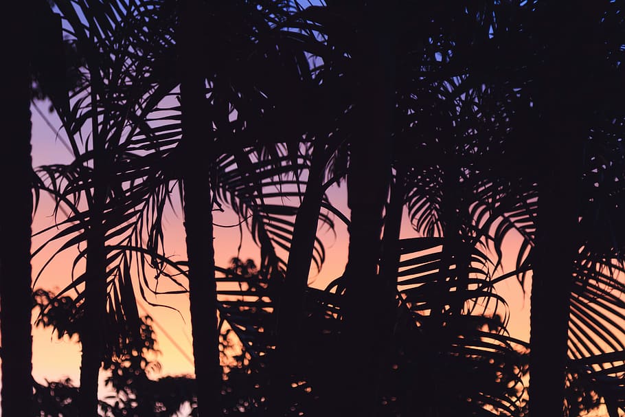 silhouette of plants at dusk, silhoutte of trees, sunset, foliage HD wallpaper
