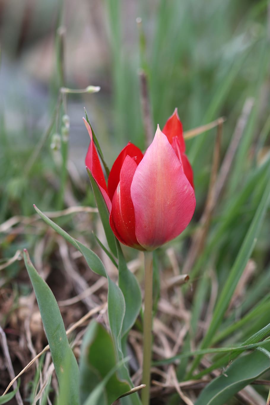 Tulips, Flower, Garden, green, red, plant, flowers, beautiful HD wallpaper