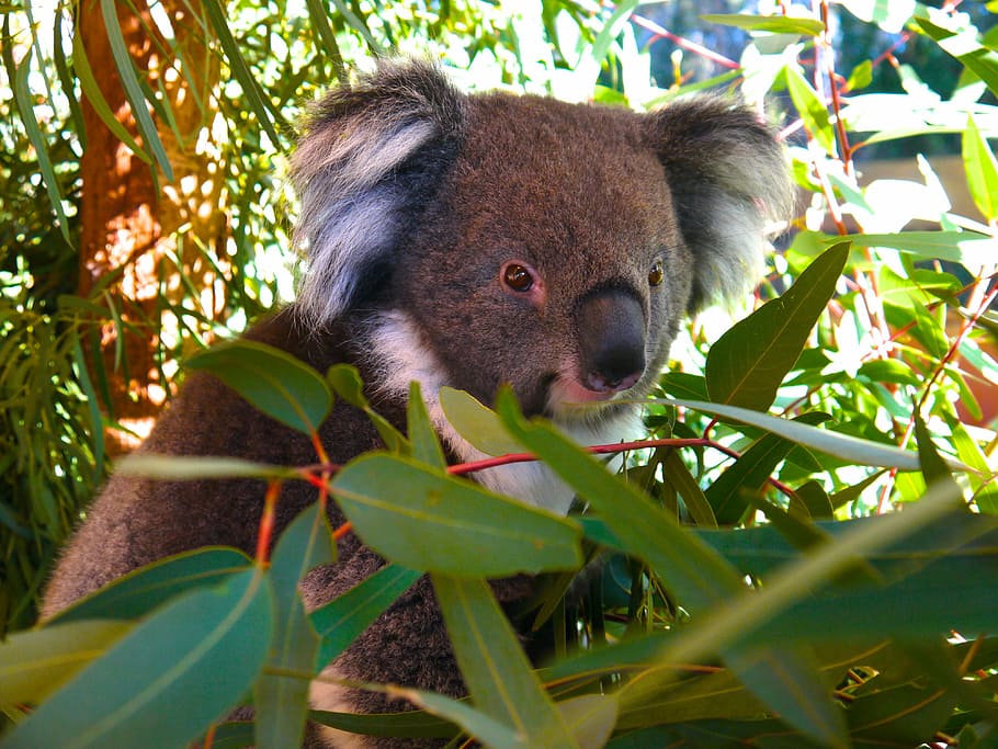 selective focus photo of koala on green grass, koala bear, animal HD wallpaper