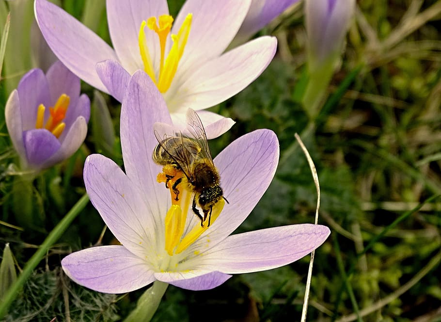 Crocus, Bee, Spring, Blossom, Bloom, flower, frühlingsanfang HD wallpaper
