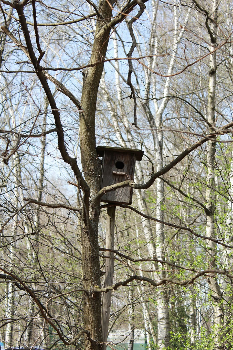 spring, birdhouse, nature, trees, living nature, plant, low angle view HD wallpaper