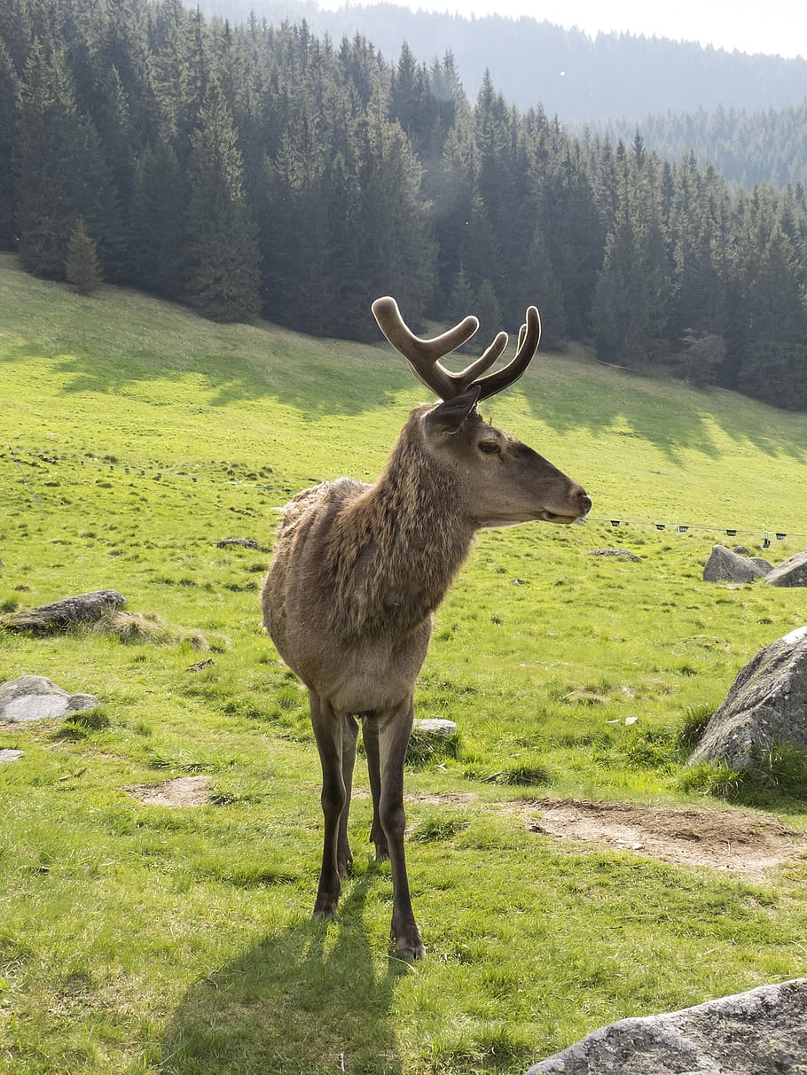 moose, animal, mountains, forest, view, tree, green, the road in the forest HD wallpaper