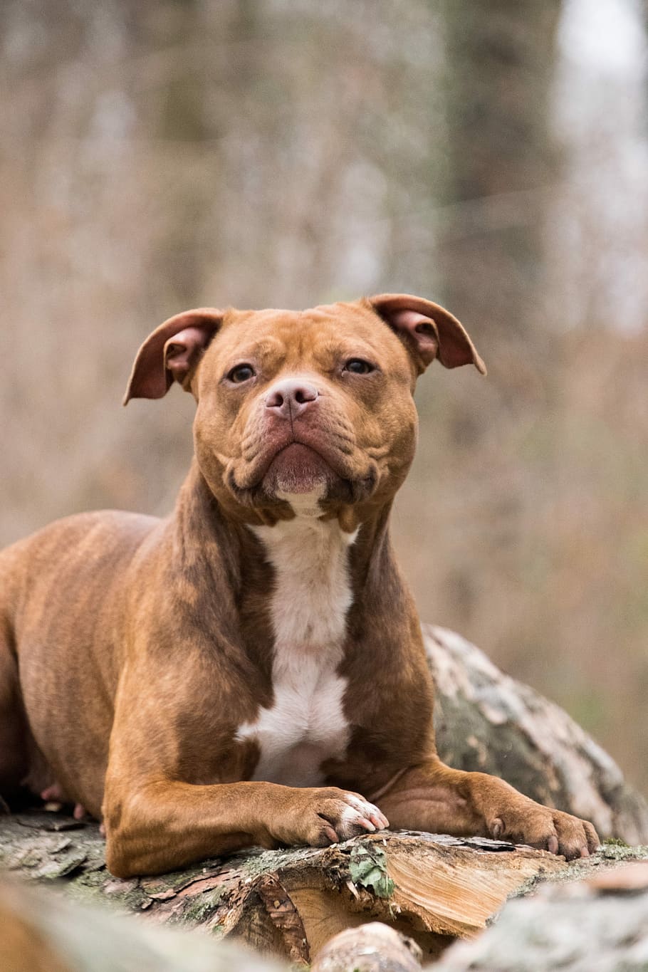 close up photography of brown pitbull, animal, nature, cute, dog, HD wallpaper